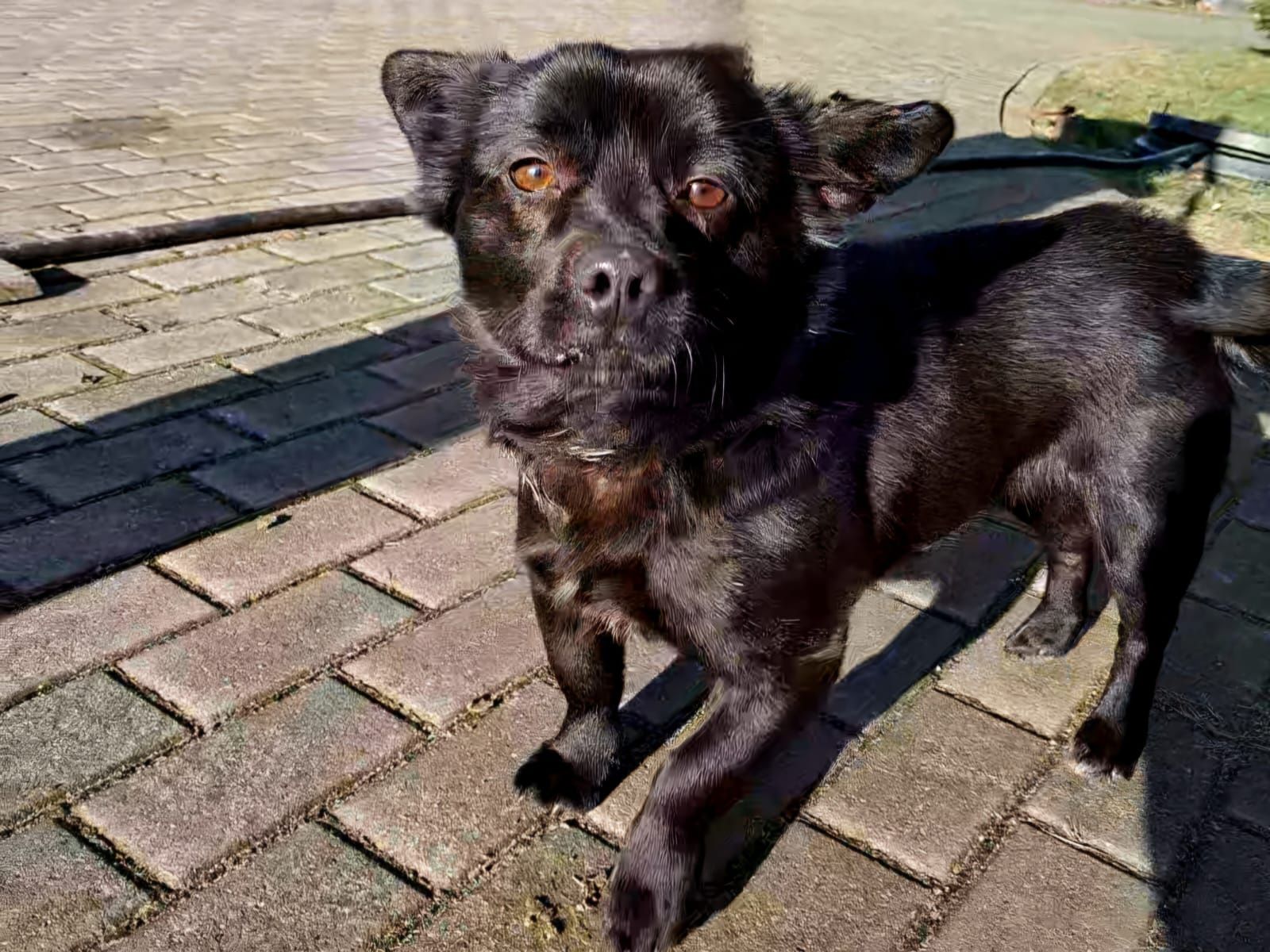 Mały sukces do adopcji!