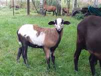 Tryczek barbados x dorper x kamerun, kolorowy