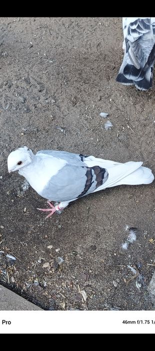 Gołębie mewki samicą