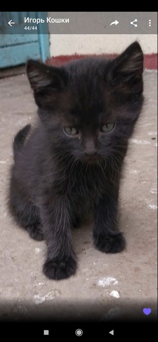 Отдам даром в хорошие руки