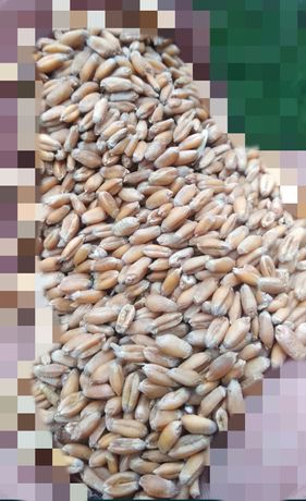 Зерно пшеница Новый урожай