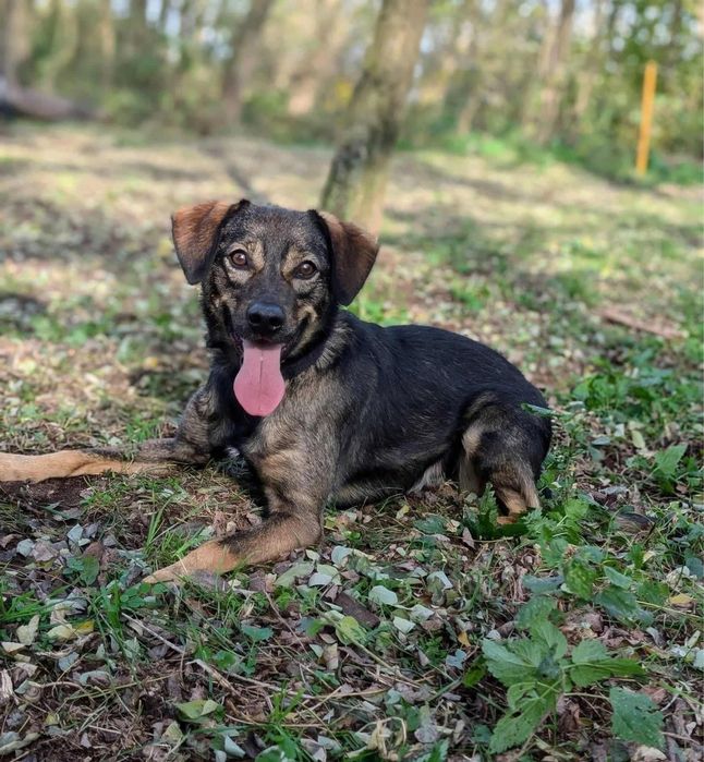 Uśmiechnięty Smaczek szuka domu!