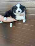 Piesek Border Collie