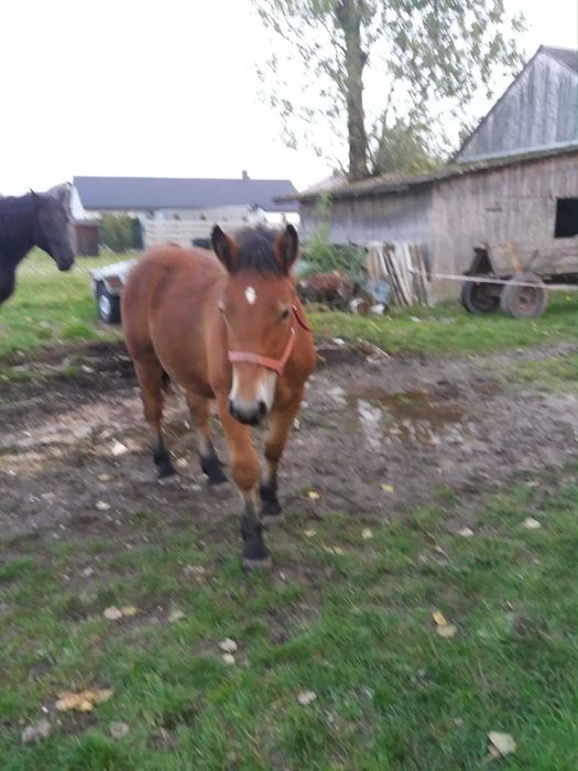 Koń, konie, źrebaki zimnokrwiste