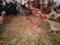 Kury Rossa oraz leghorn młode nioski