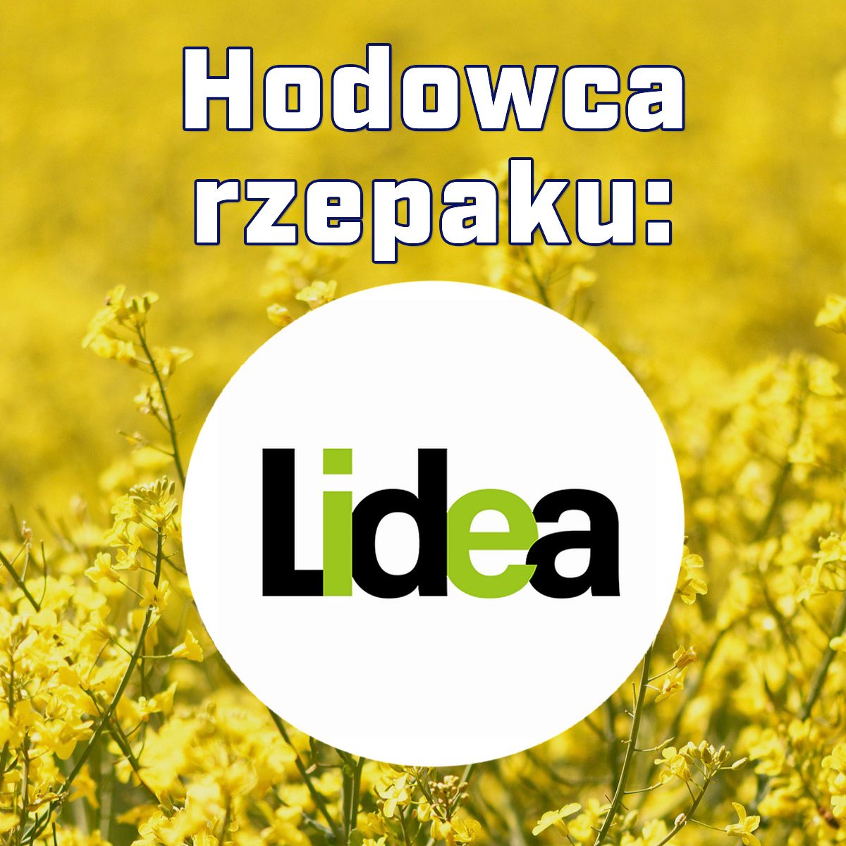 Rzepak ozimy Amoroso F1,C1, opak. 1,5 mln.n. Integral Pro i Lumiposa