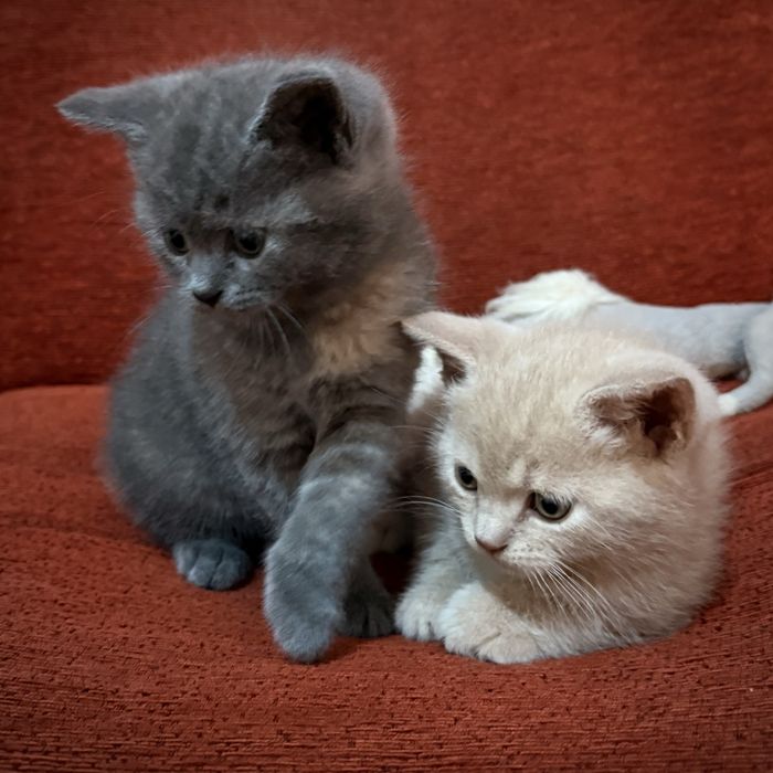 Котята (кошка и кот) в хорошие руки