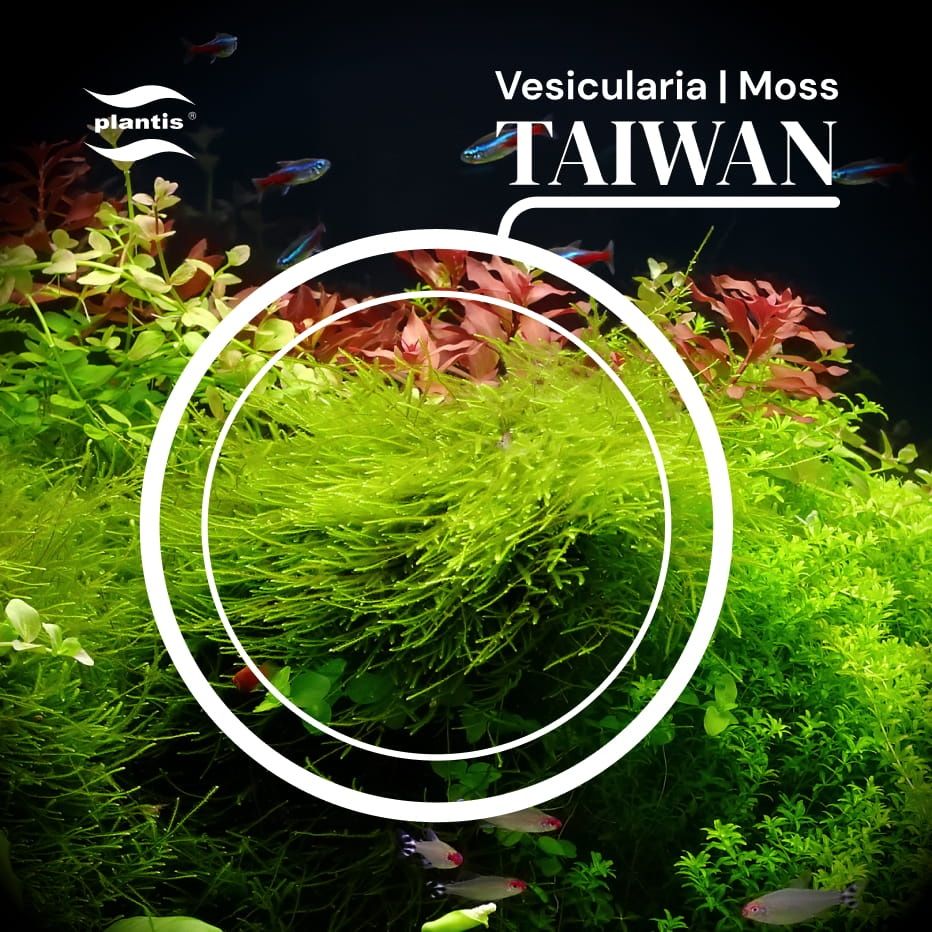 Mech Taiwan - Invitro - Rośliny akwariowe - Prosto z plantacji