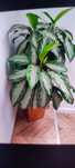 Aglaonema Silver bay
