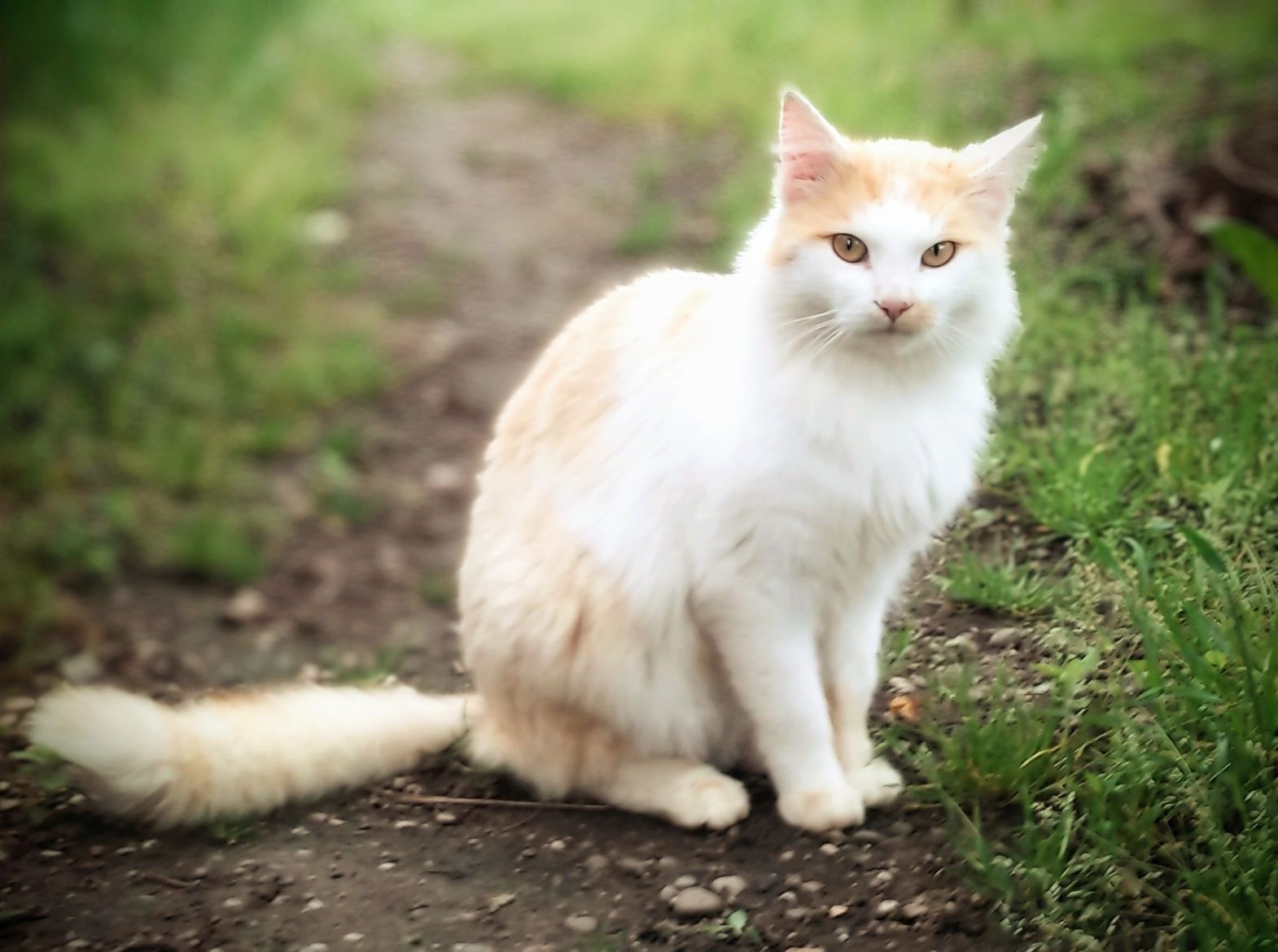 Котик Лукас шукає дім