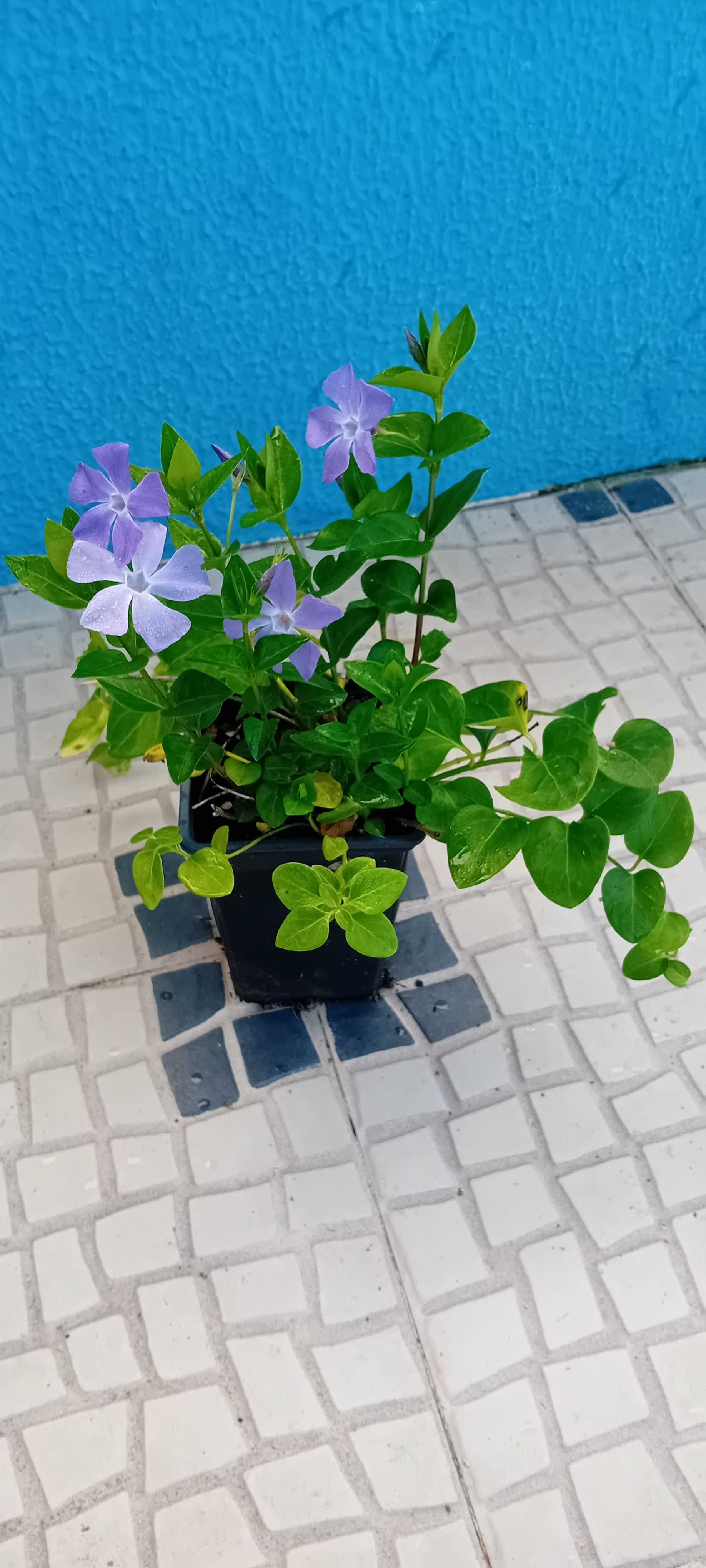 Plantas de Vinca Maior variegada ou nao variegada