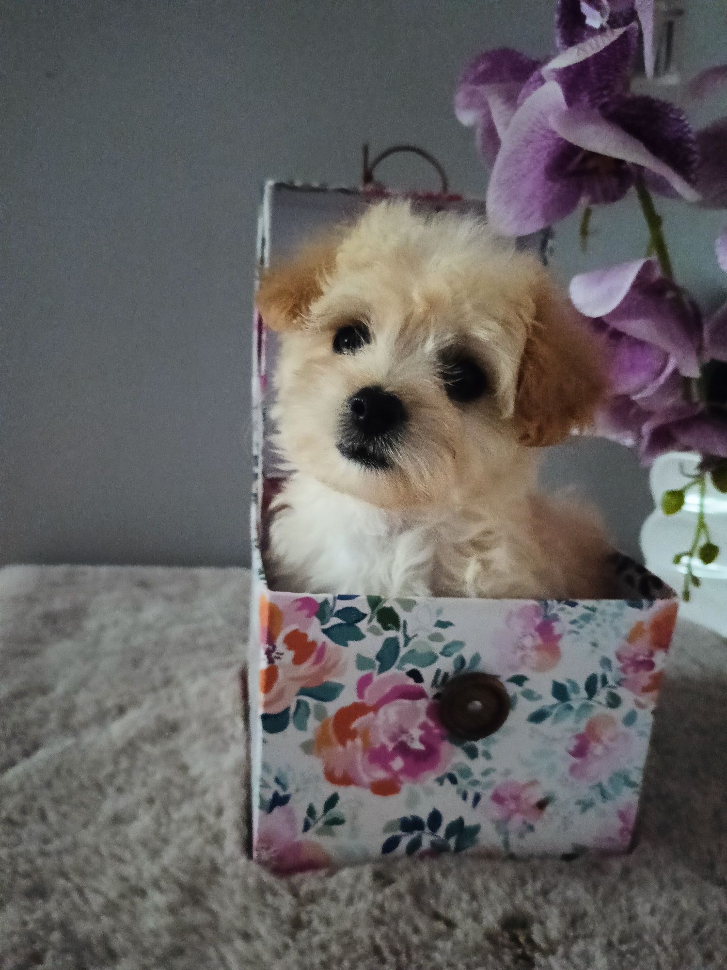 Śliczna sunia maltipoo