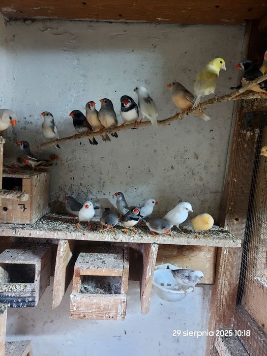 Młode zeberki z 2025r