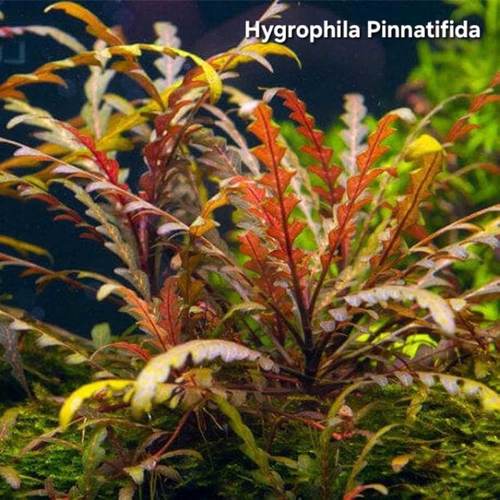 Pack 50 Plantas Aquário – 10 Espécies MUITA COR VERMELHO