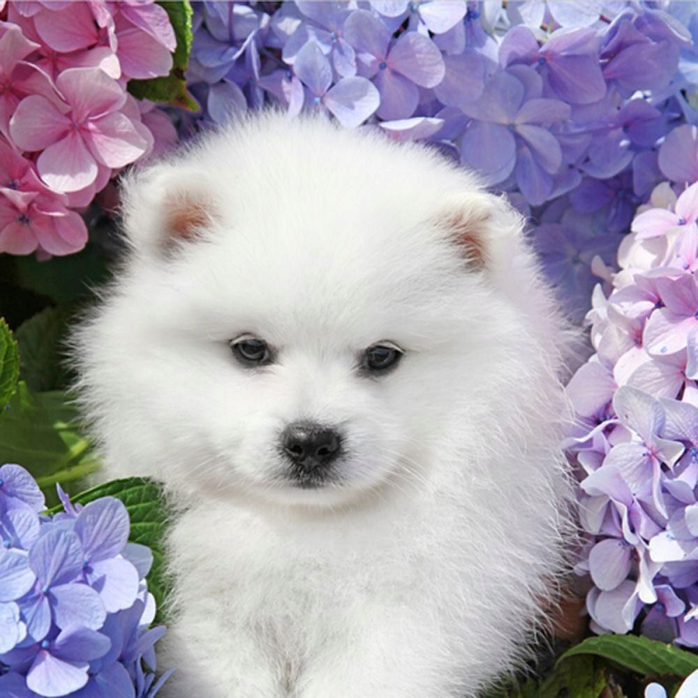 Malowanie po Numerach Pies Piesek Samoyed Obraz z Ramą