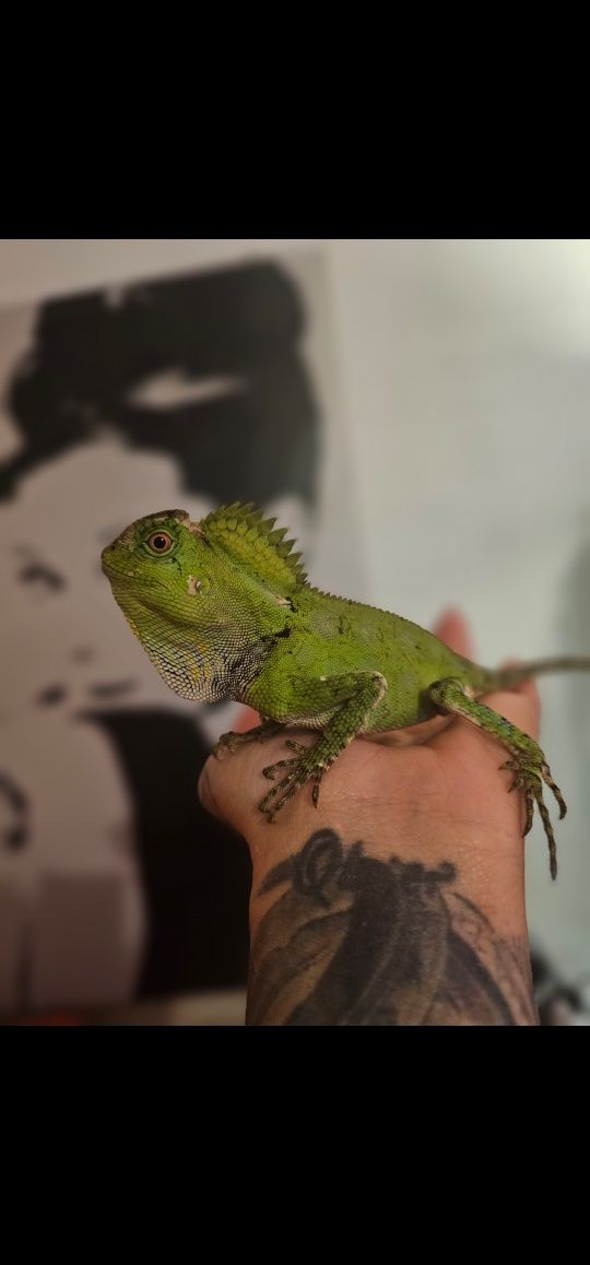 Gonocephalus chamaeleontinus agama ostroglowa larytas wśród jaszczurek