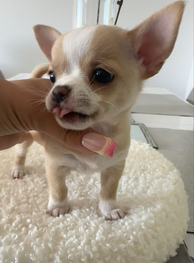 Chihuahua MOCHI chlopczyk ZAREZERWOWANY