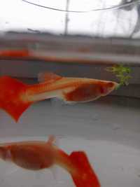 Gupiki Full Red Albino Big Dorsal