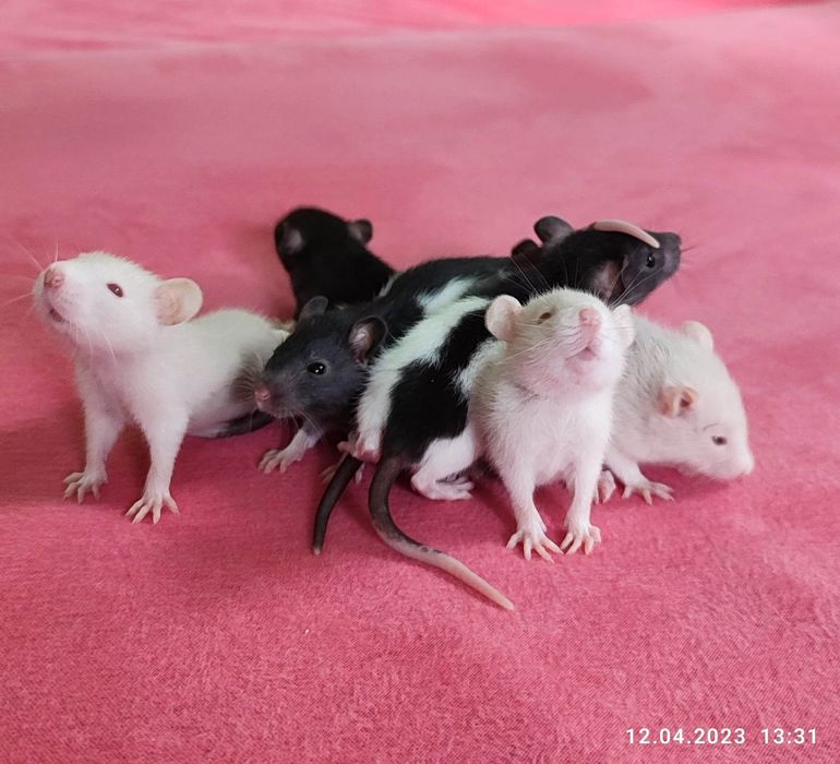 Szczurki małe 8 sztuk bardzo miłe i inteligentne zwierzątka