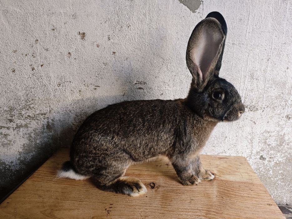 Samica olbrzym belgijski 2025 bos