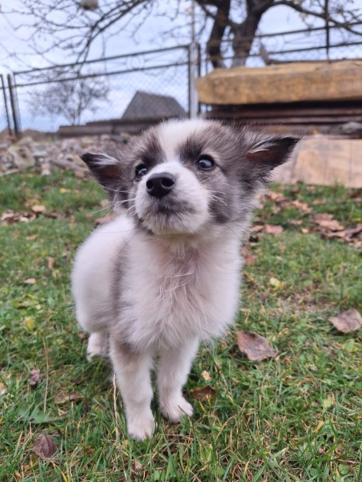 Дівчинка шукає дім