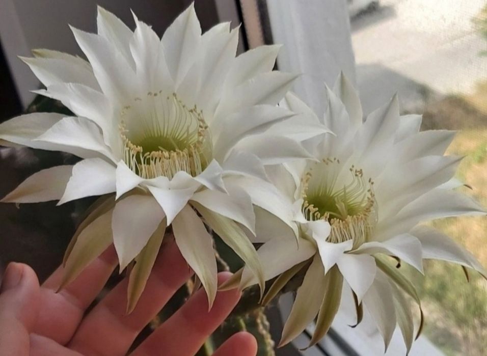 Єхінопсис кактус