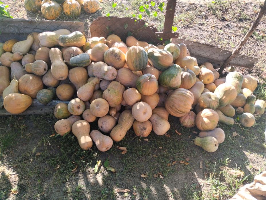 Продам гарбуз- кабачок