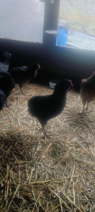 Aruakana bezogoniasta !