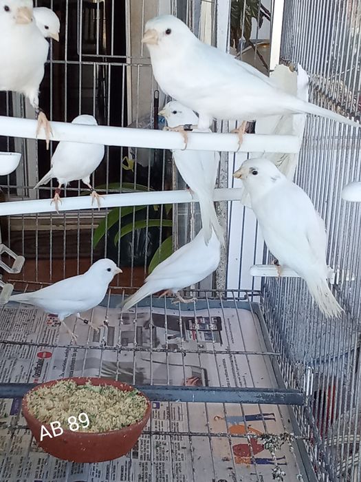 Brancos Recessivo disponíveis