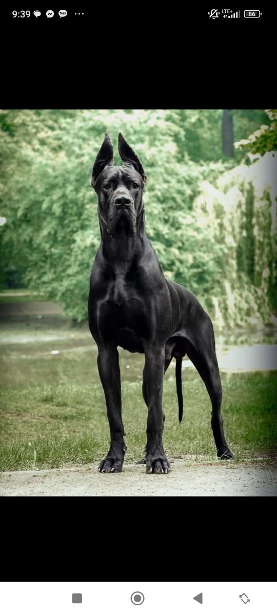 dog niemiecki FCi