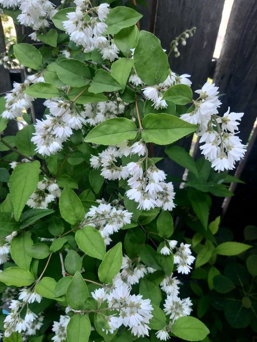 Продам дейцию,форзицию,сансевиерию,