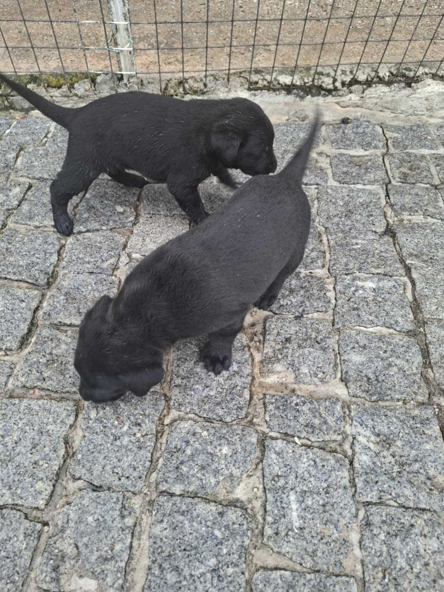 Labrador femea linda