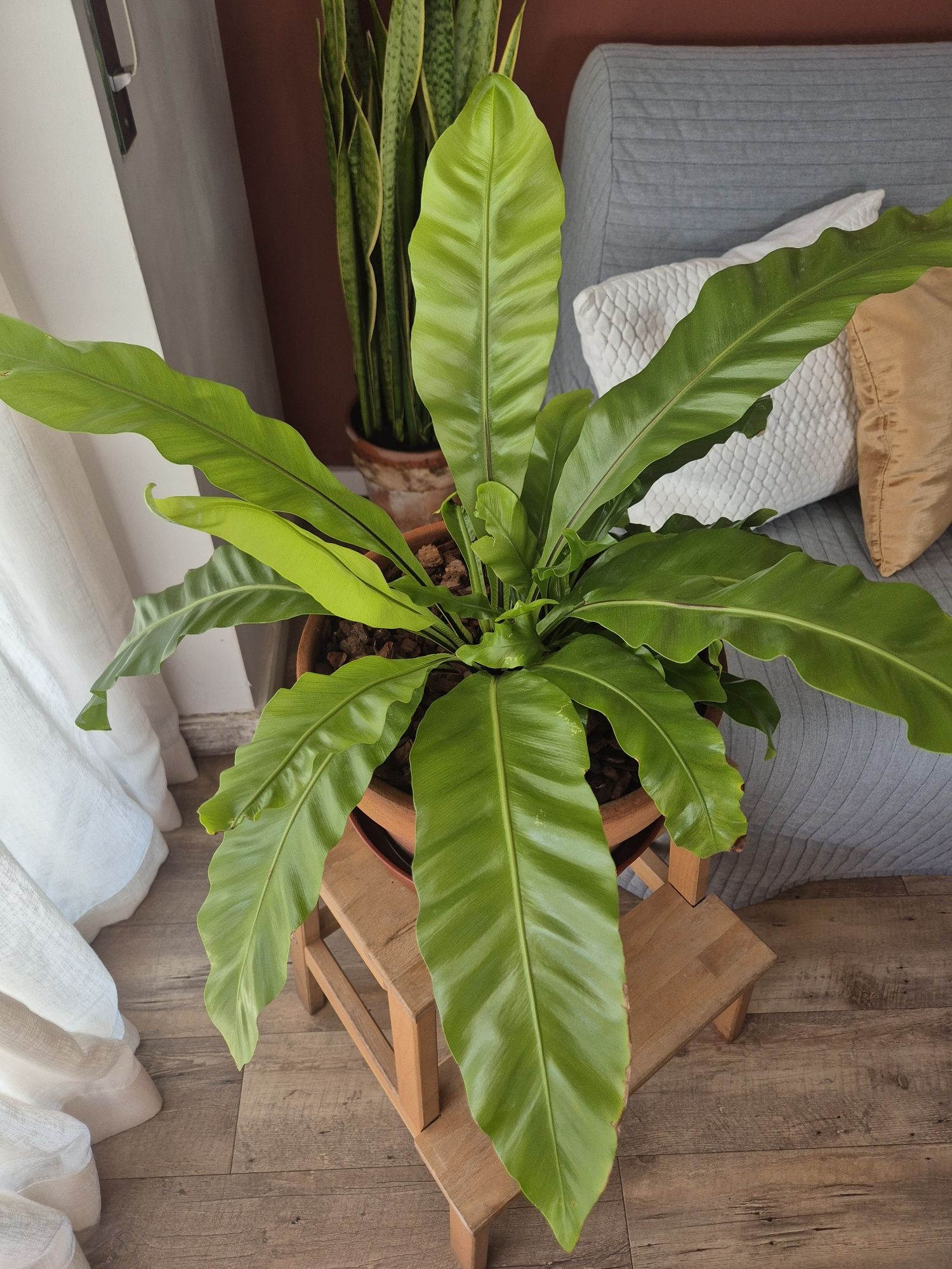 Planta tropical - Asplenium Nidus