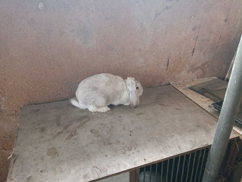 Królik samiec baran francuski