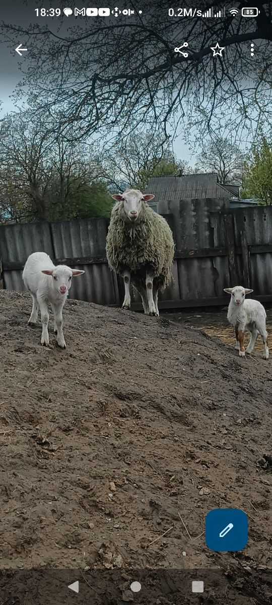 Білі вівці , матка і двое ягнят.