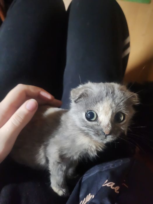 Вислаухая кошка  мраморной окраски