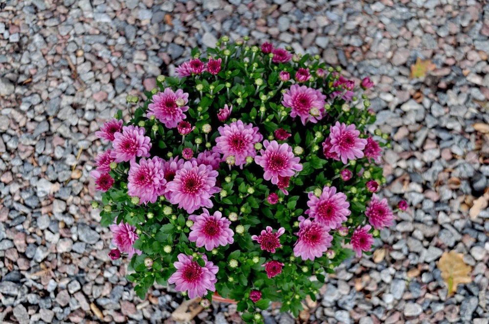 Хризантема мультифлора