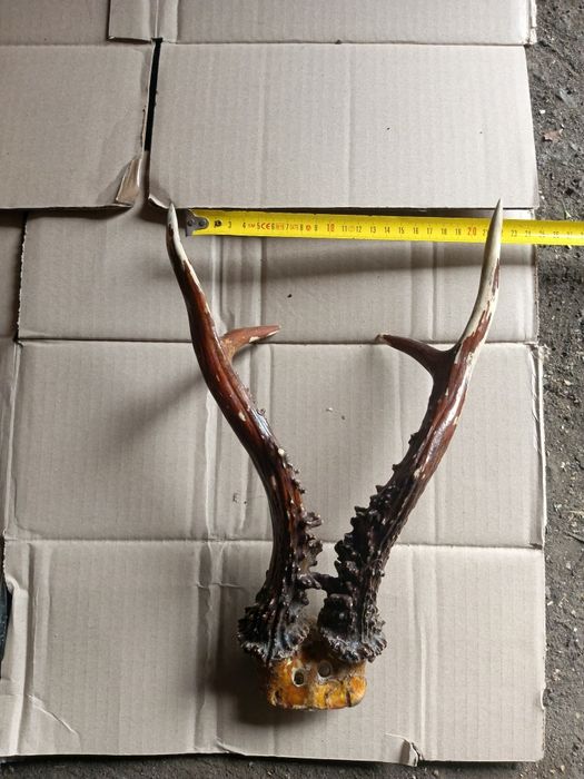 Рога самця козулі. Сухі