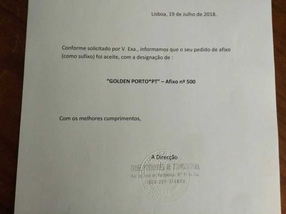 gata British Longhair