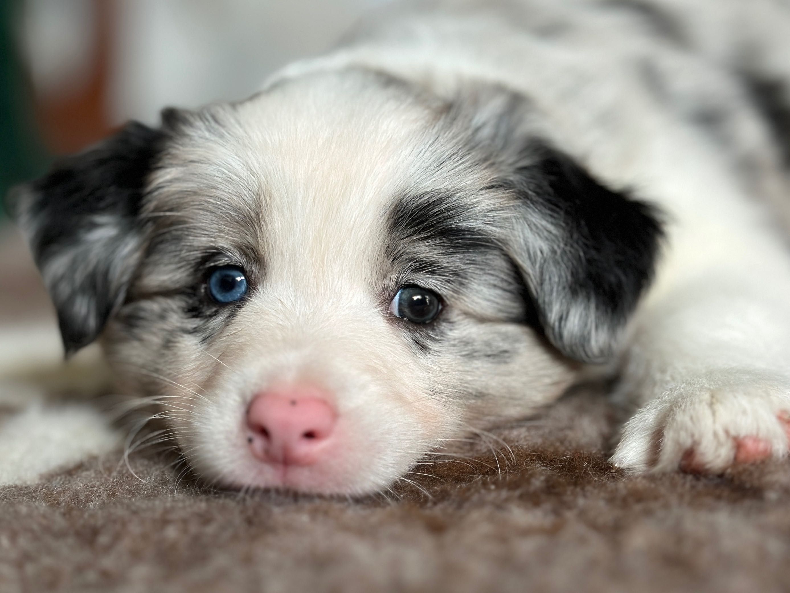 Border Collie FCI / ZKwP