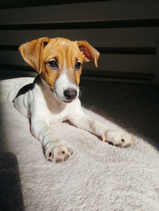 Казкова дівчинка Джек!