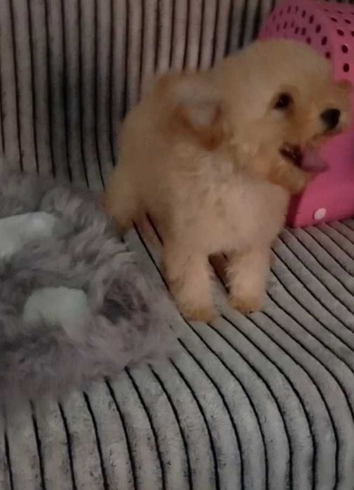 F2 Мальтіпу Стандарт