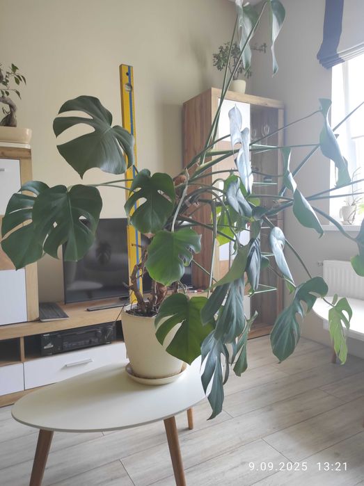 Монстера деликатесная