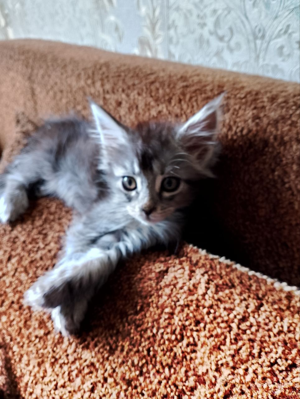 Кошенята породи Мейн Кун