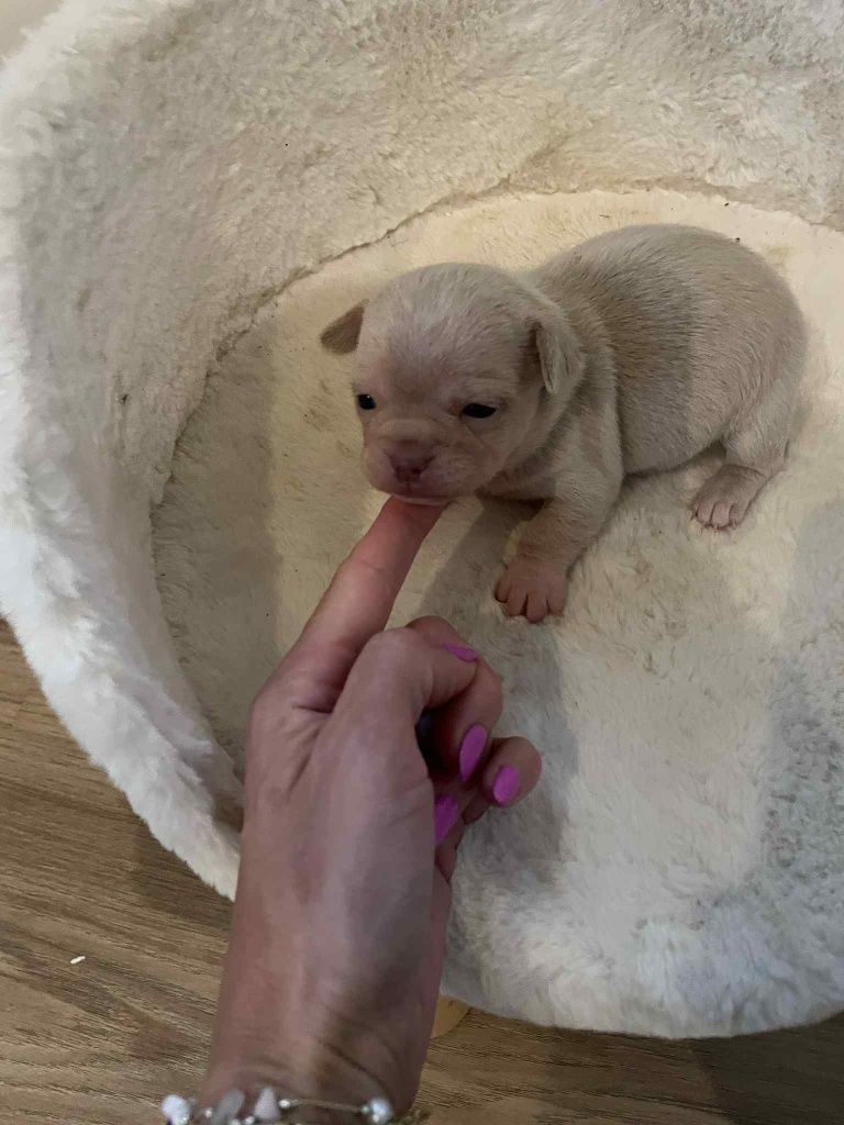 Chihuahua srebrny chłopczyk