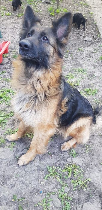 В продажі щенята Німецької Вівчарки