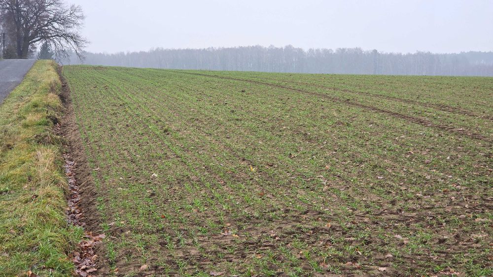 Grunt rolny 1,47ha gm. Gozdowo