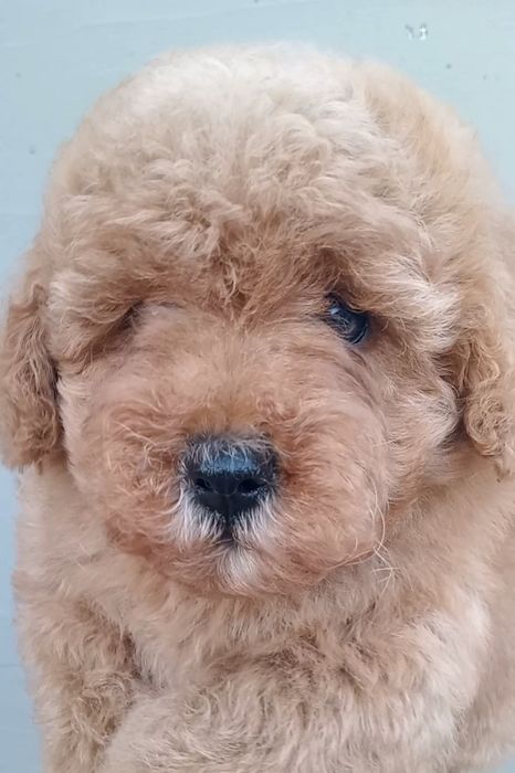 Незрівнянні красунечки