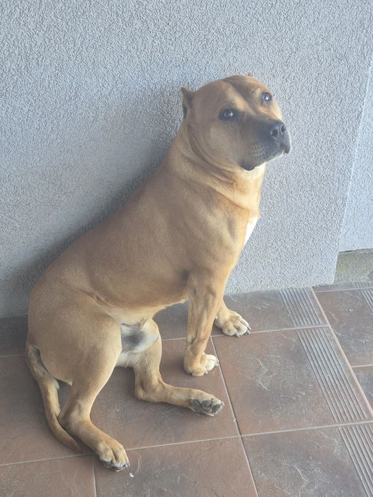 Серйозний хлопець  шукає дівчинку для  в'язки