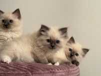 Ragdoll piękny kot do Felinoterapii FPL FIFE